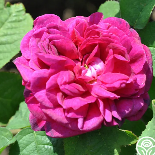 Heirloom Roses Indigo Discount