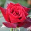 Heirloom Roses Ink Spots Outlet