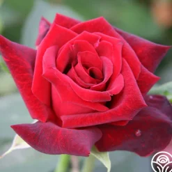 Heirloom Roses Ink Spots Outlet