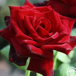 Heirloom Roses Ink Spots Outlet