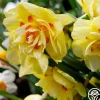 Heirloom Roses Innovator Best