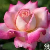 Heirloom Roses Iowa Belle New