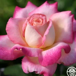Heirloom Roses Iowa Belle New