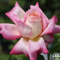 Heirloom Roses Iowa Belle New