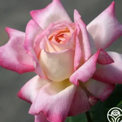 Heirloom Roses Iowa Belle New