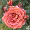 Heirloom Roses Iris Webb New