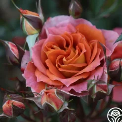 Heirloom Roses Iris Webb New