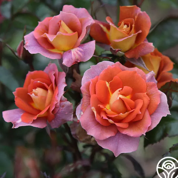 Heirloom Roses Iris Webb New