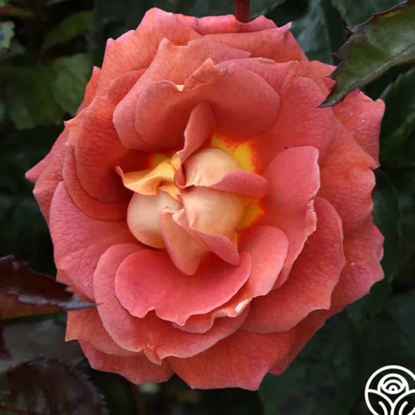Heirloom Roses Iris Webb New