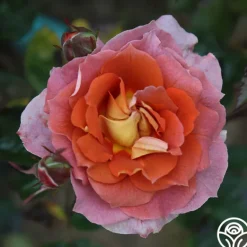 Heirloom Roses Iris Webb New