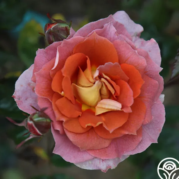 Heirloom Roses Iris Webb New