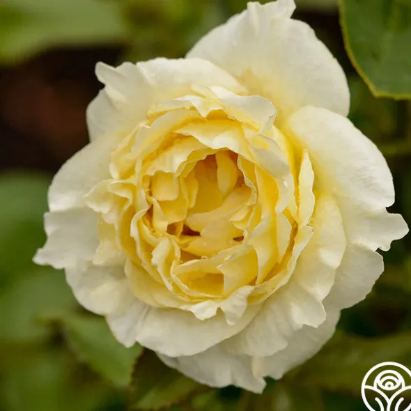 Heirloom Roses Irish Hope™ Clearance