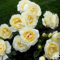 Heirloom Roses Irish Hope™ Clearance