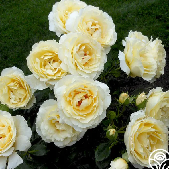Heirloom Roses Irish Hope™ Clearance
