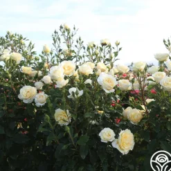 Heirloom Roses Irish Hope™ Clearance