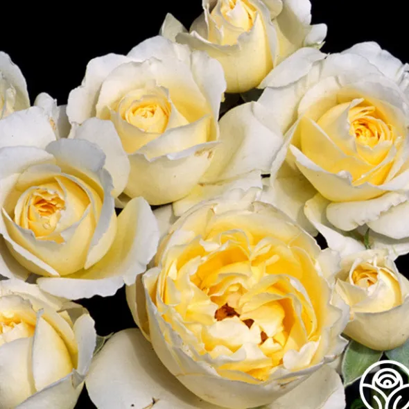 Heirloom Roses Irish Hope™ Clearance