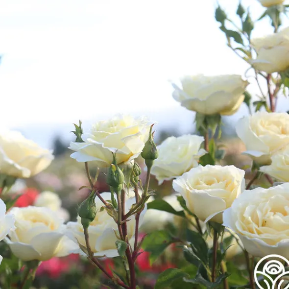 Heirloom Roses Irish Hope™ Clearance