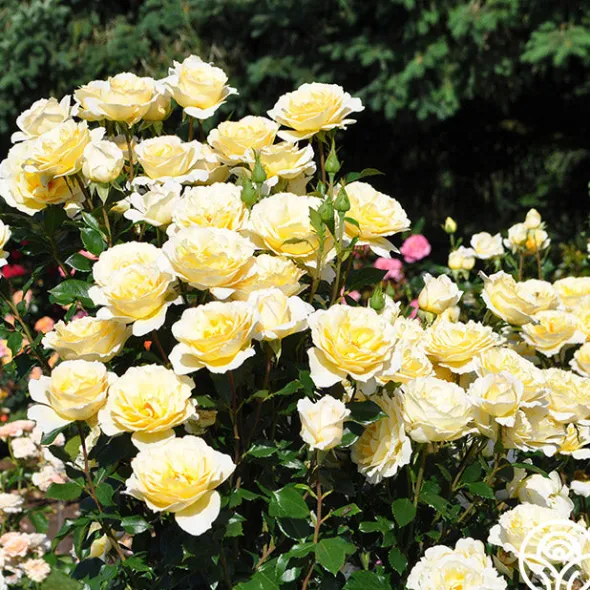 Heirloom Roses Irish Hope™ Clearance