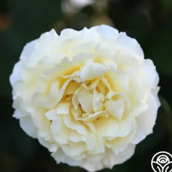 Heirloom Roses Irish Hope™ Clearance