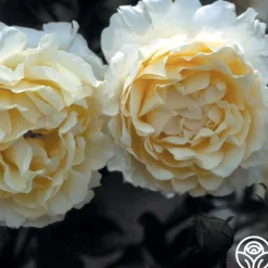 Heirloom Roses Irish Hope™ Clearance