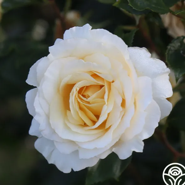Heirloom Roses Irish Hope™ Clearance