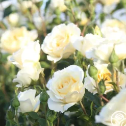 Heirloom Roses Irish Hope™ Clearance