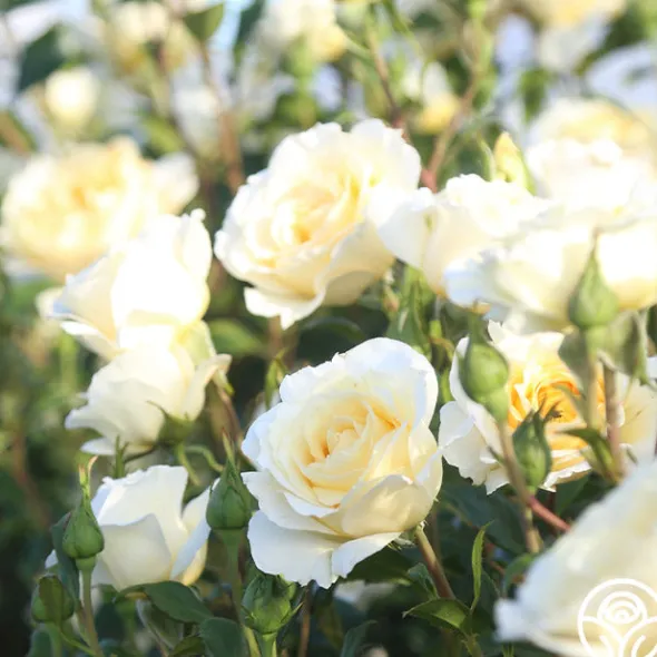 Heirloom Roses Irish Hope™ Clearance
