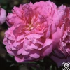 Heirloom Roses Ispahan Hot