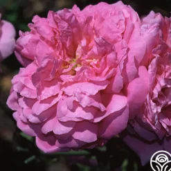 Heirloom Roses Ispahan Hot