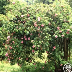 Heirloom Roses Ispahan Hot