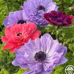 Heirloom Roses Italian Anemone Pastel Mix Discount