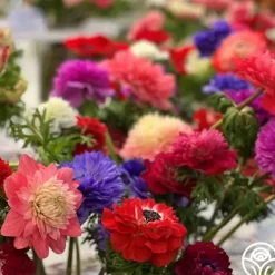 Heirloom Roses Italian Anemone Pastel Mix Discount