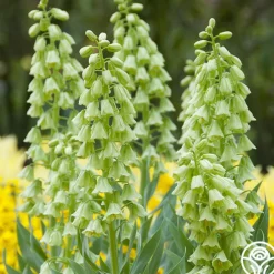 Heirloom Roses Ivory Bells Clearance