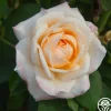 Heirloom Roses Ivory Tower Sale