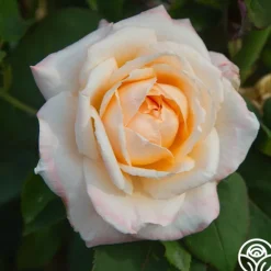 Heirloom Roses Ivory Tower Sale
