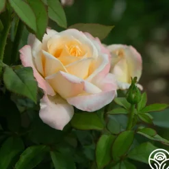 Heirloom Roses Ivory Tower Sale