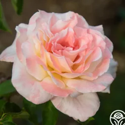 Heirloom Roses Ivory Tower Sale