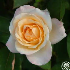 Heirloom Roses Ivory Tower Sale