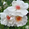 Heirloom Roses Jacqueline du Pré™ Best