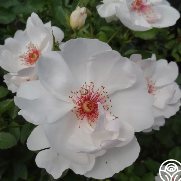 Heirloom Roses Jacqueline du Pré™ Best