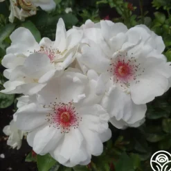 Heirloom Roses Jacqueline du Pré™ Best