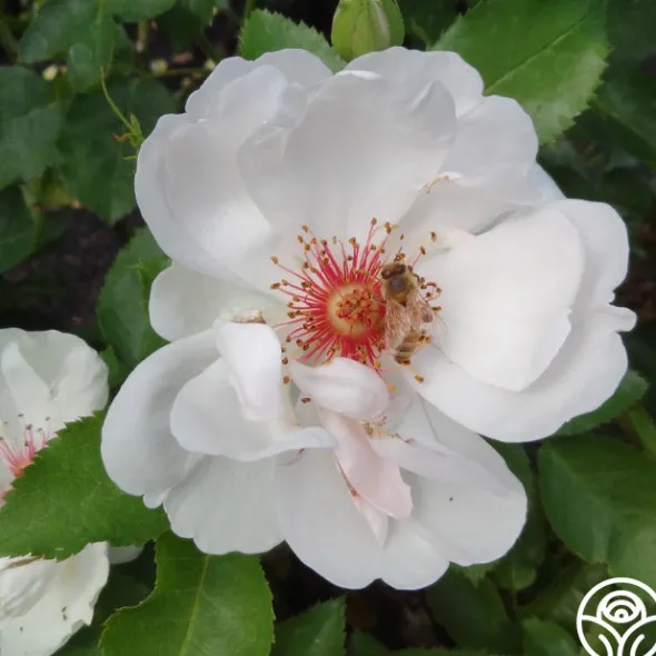 Heirloom Roses Jacqueline du Pré™ Best