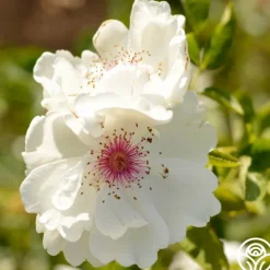 Heirloom Roses Jacqueline du Pré™ Best