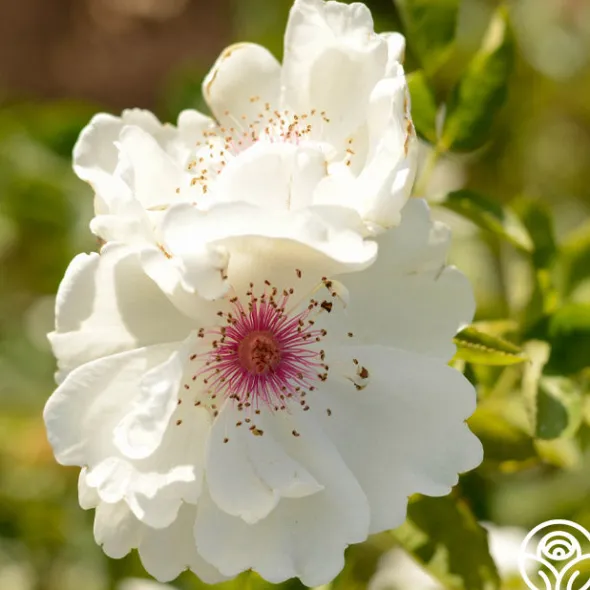 Heirloom Roses Jacqueline du Pré™ Best