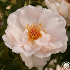 Heirloom Roses Jacqueline du Pré™ Best