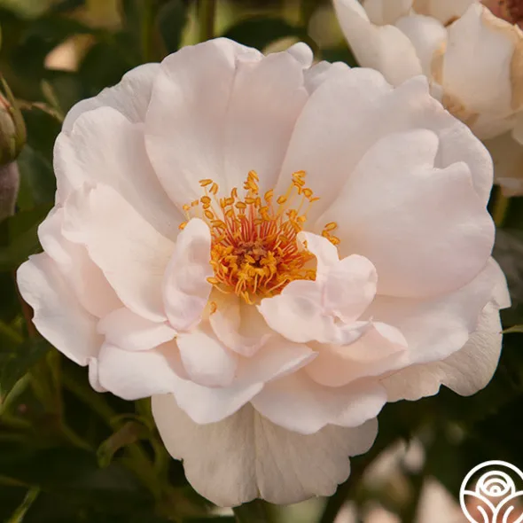 Heirloom Roses Jacqueline du Pré™ Best