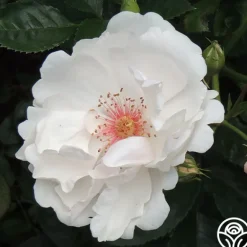 Heirloom Roses Jacqueline du Pré™ Best
