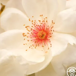 Heirloom Roses Jacqueline du Pré™ Best