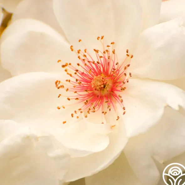 Heirloom Roses Jacqueline du Pré™ Best
