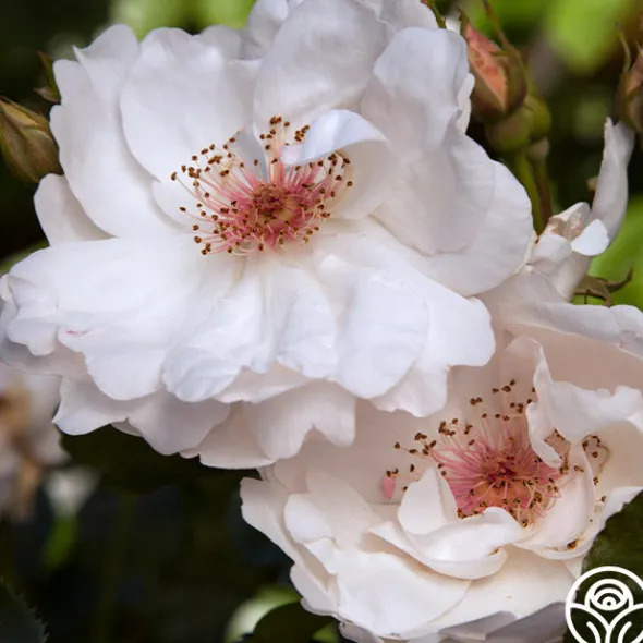 Heirloom Roses Jacqueline du Pré™ Best